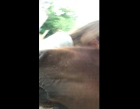 Brown Horse Sniff's Blonde Girl's Chest