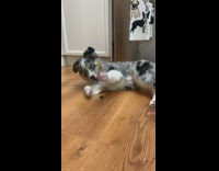 Australian shepherd puppy plays with blueberry 