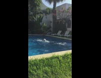 Collab Kook Of The Day - Guy swimming in pool with snorkel and flippers