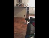 Grey cat chases tail spins around 