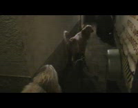 Pet dog walks and body scratch on the wall