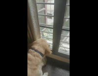 Brown golden retriever barking at pigeon outside of window