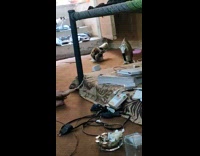 Cat head stuck inside Cheetos bag