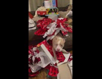 Dog pops out from underneath wrapping paper 
