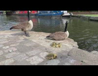 Two ducklings groom themselves by the river