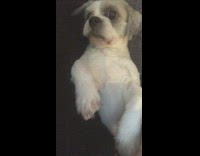 Guy lays on couch with small dog 