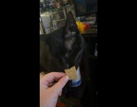 Black pet cat sniffs and eats the biscuit held by owner