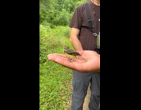 Man shows vireonidae bird stand at palm