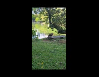 Two Komodo dragon fight by the lake