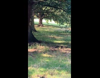 Squirrel jump and flip near the tree