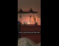 Gecko lizard in terrarium stares at girl 