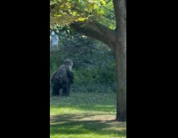 Man dressed as bigfoot filming at park