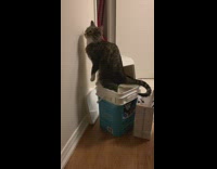 Cat poops in litter bucket and stands