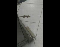 Lizard waited and catches the bug on the ground