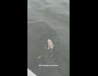rat floats in river next to restaurant where women eat