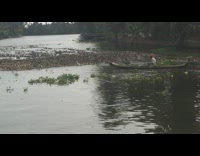Raft of ducks swims on the river
