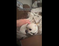 Woman does petting dessert challenge gets bitten