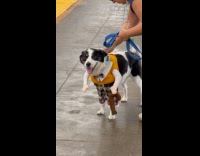 Dog human costume with hand holding cane