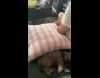 Brown puppy lays on couch by pink pillow 