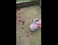 Pug puppy dog falls backwards blue toy 