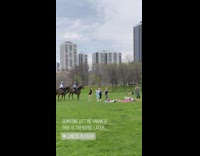 Woman group dance tiktok park two horse