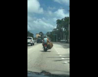 Guy passenger rides motorcycle holds huge luggage
