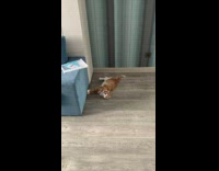 Orange cat throws itself to roll over multiple times 