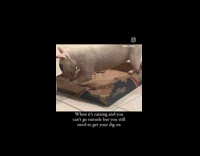 Pet dog digs and bites the carton inside the house