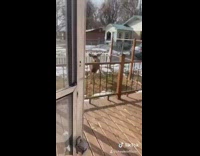 Collab VIBES - Guy sings Christmas song, goes outside and yells at reindeer deer to get of his lawn