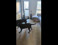 Dogs circling and playing at the Livingroom 