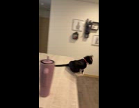 Cat falls from kitchen counter hearing water from faucet