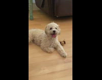 Brown dog lays down wood floor pants 