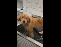 Collab BitchIG2 - Dog trying to bite at blow dryer air