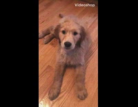 Wet brown dog lays on floor and has hiccups 