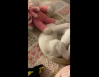 Person play with cat bite plushy toy