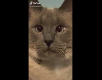 Cat plays with guitar strings music 