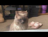 Grey brown cat blue eyes meows 