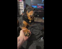 Owner and dog laying down hold hands