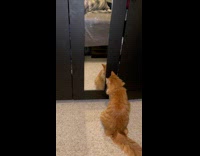 Cat Tries to Open Cabinet with Paws