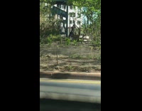 Man Poses and Does Martial Arts Moves Next to Plants 