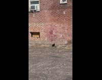Crow Hunts Mouse and it Fights Back