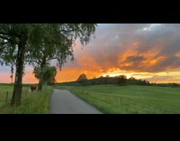 Orange sunset sky over grass field cow 