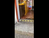 Pigeon bird walks around restaurant outdoor patio 