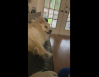 Woman says dogs favorite word munchies