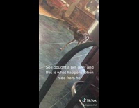 Deer in kitchen cry look for owner 