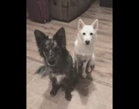 white dog hugs grey dog quickly