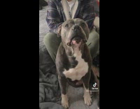 Pitbull is told its ugly and whines 