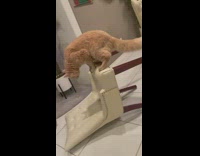 Grey and orange cat on chair on ground