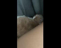 Orange cat lays under blanket 