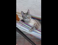 Brown cat naps inside hammock 